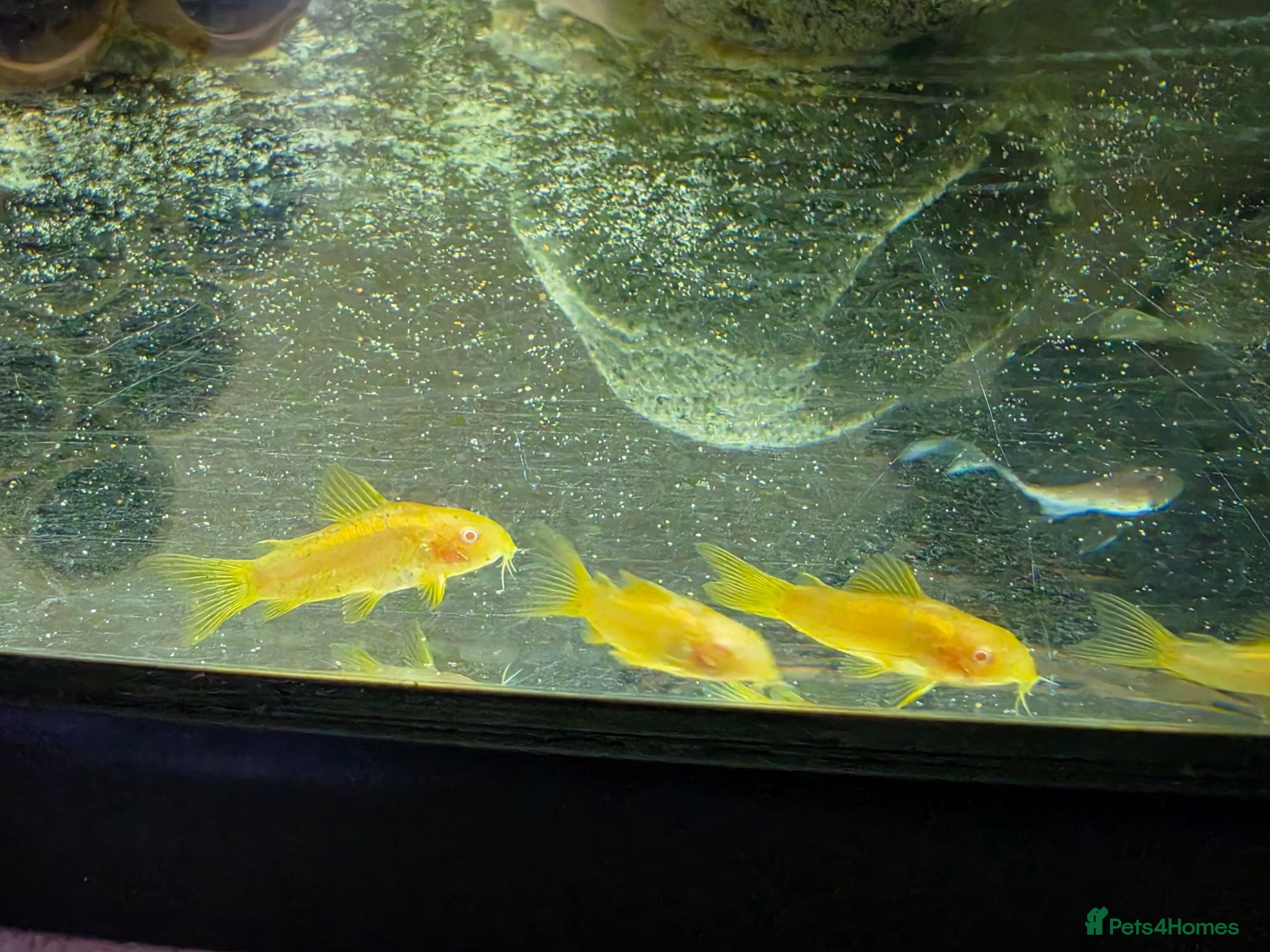 Corys fish Albino Gold Lazers Corys - Advert 18