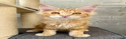 Maine Coon cats for sale: TICA Pedigree Massive Red Kittens - Advert 27