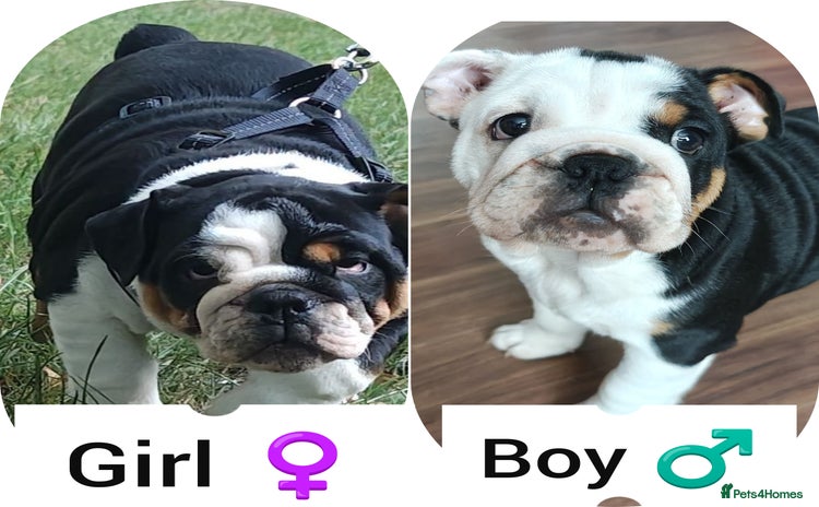 English Bulldog dogs - Advert 4