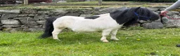 Shetland pony horses for sale: SPSBS registered stallion  - Advert 2