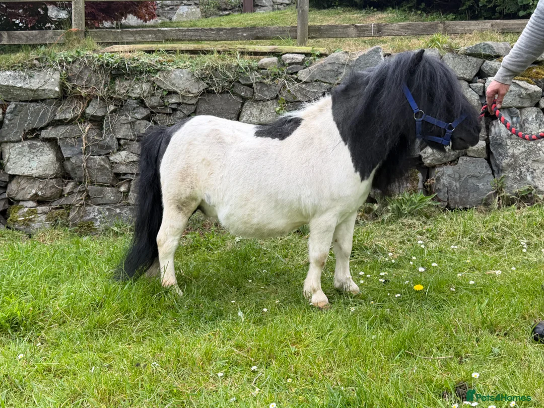 Shetland pony horses for sale: SPSBS registered stallion  - Advert 2