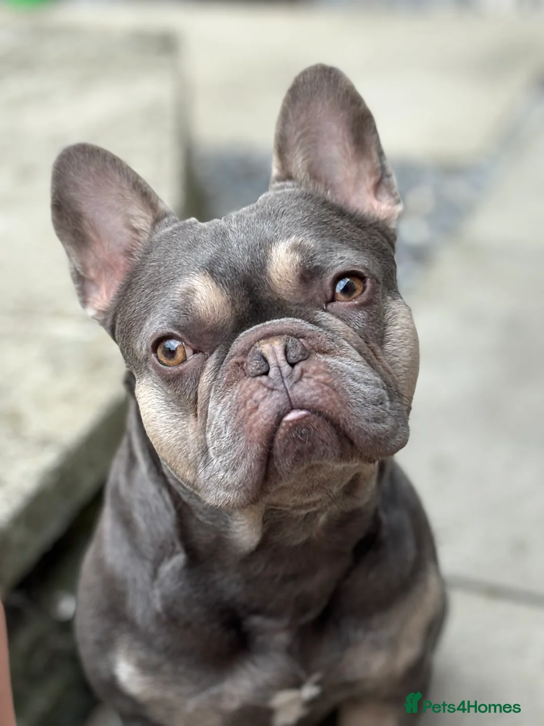 French Bulldog dogs for sale: Male French bulldog  - Advert 5