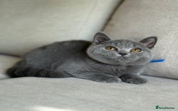 British Shorthair cats for sale: Beautiful kittens  - Image 22