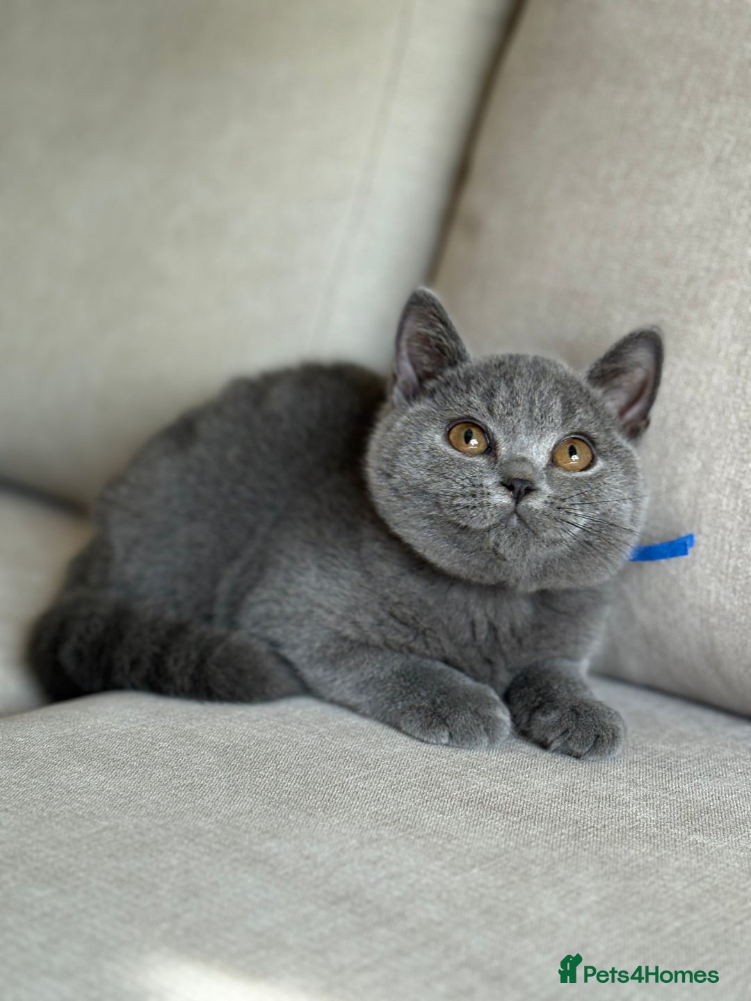 British Shorthair cats for sale: Beautiful kittens  - Image 22