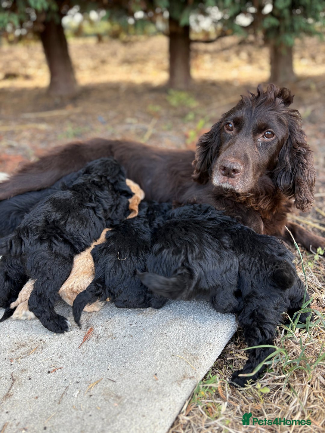 Cockapoo dogs for sale: F1 cockapoos - Image 3