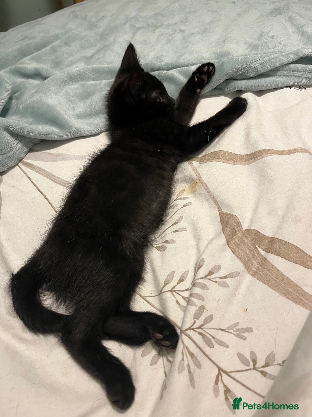 Mixed Breed cats for sale: Male black kitten - ready now - Image 6