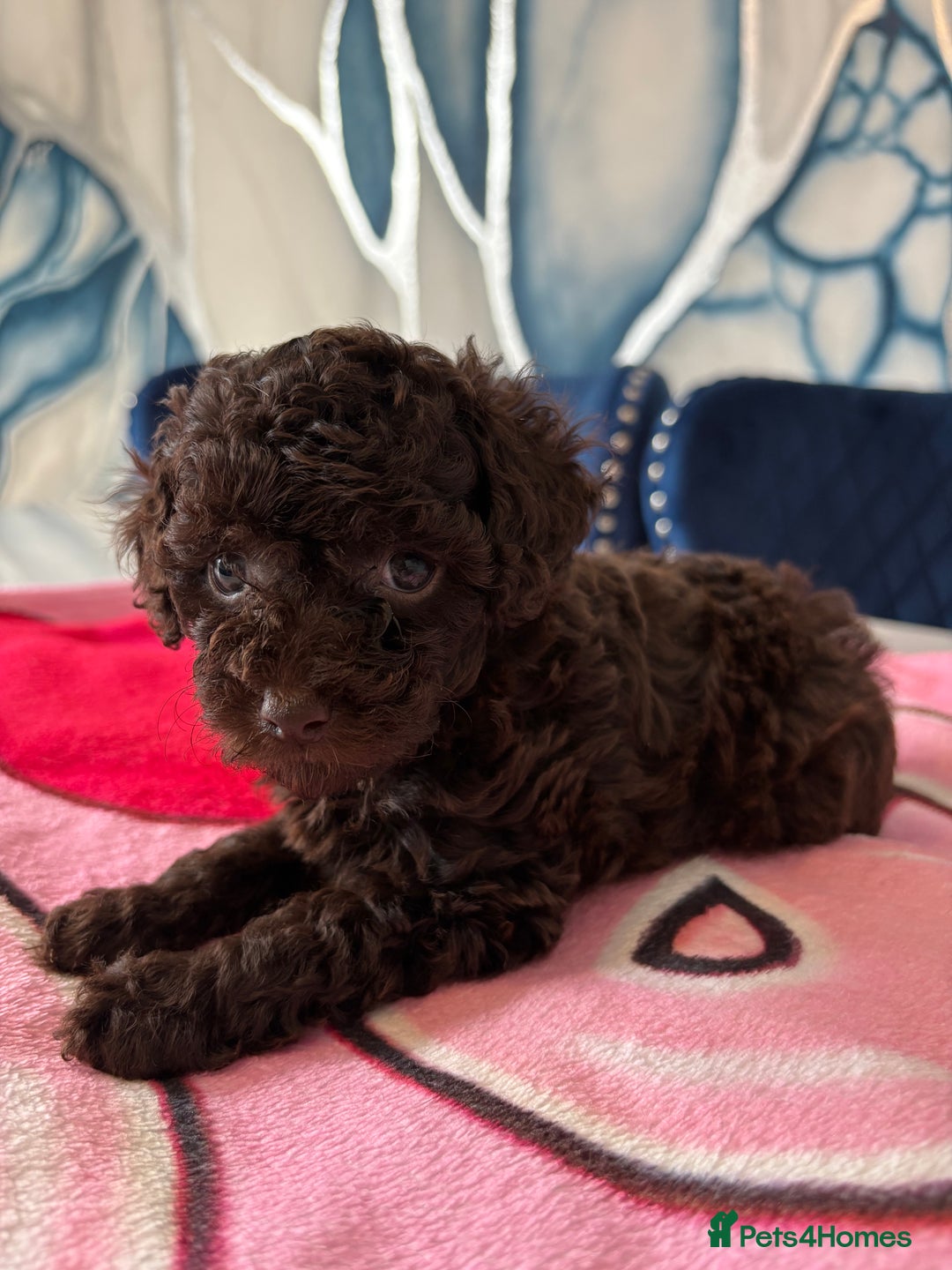 Toy Poodle dogs for sale: 1 Male & 1 Female Toy Poodle - Image 14