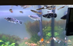 Live Bearers fish for sale: Guppy's endlers / molly & swords  - Image 8
