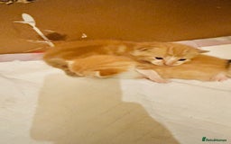 Mixed Breed cats for sale: Cat and kittens - Image 1