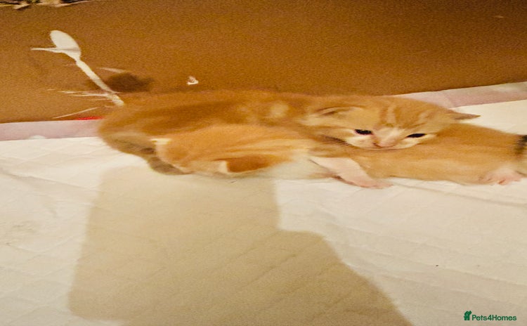 Mixed Breed cats - Advert 14