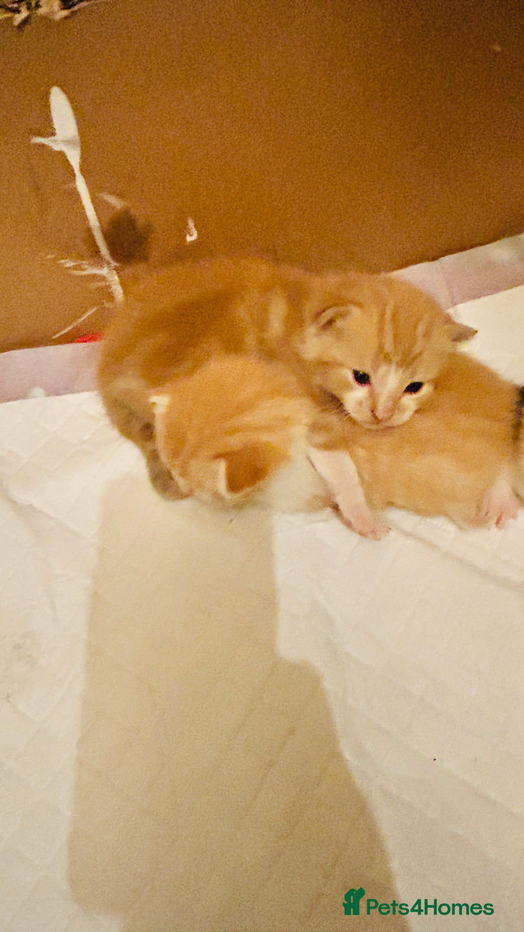 Mixed Breed cats for sale: Cat and kittens - Image 1