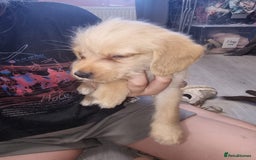 Mixed Breed dogs for sale: Labrador x cockapoo puppies - Image 6