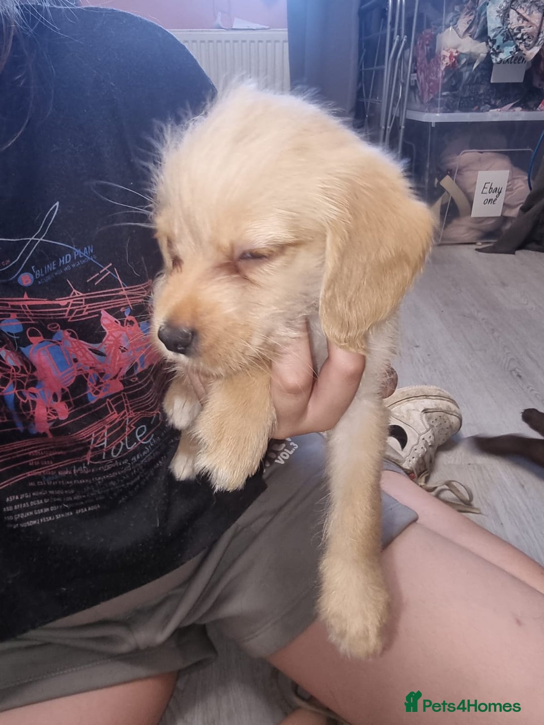 Mixed Breed dogs for sale: Labrador x cockapoo puppies - Image 6