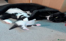 Domestic Shorthair cats for sale: Cute little black and white kitten - Advert 8