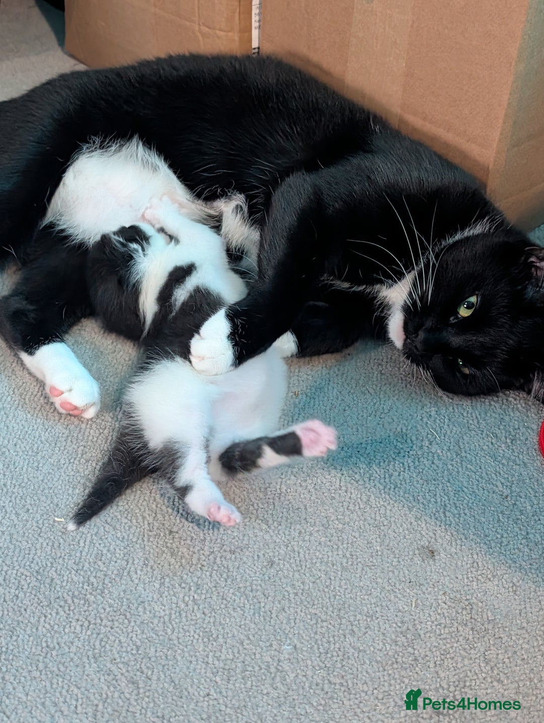 Domestic Shorthair cats for sale: Cute little black and white kitten - Advert 8