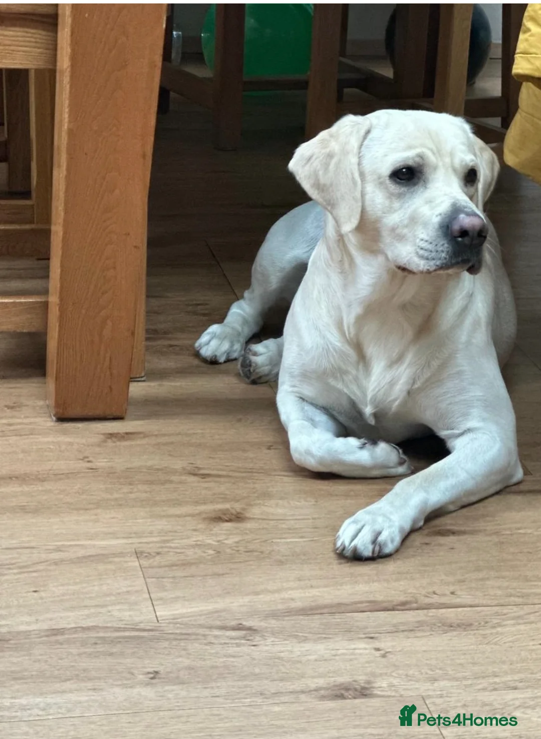 Labrador Retriever dogs for stud: Fantastic KC registered Labrador for stud - Advert 1