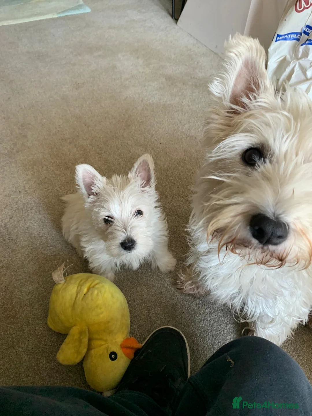 West Highland Terrier dogs for sale: Beautiful Westies - Advert 4