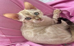 Bengal cats for sale: OUTSTANDING TICA reg BENGALKITTENS - Image 7