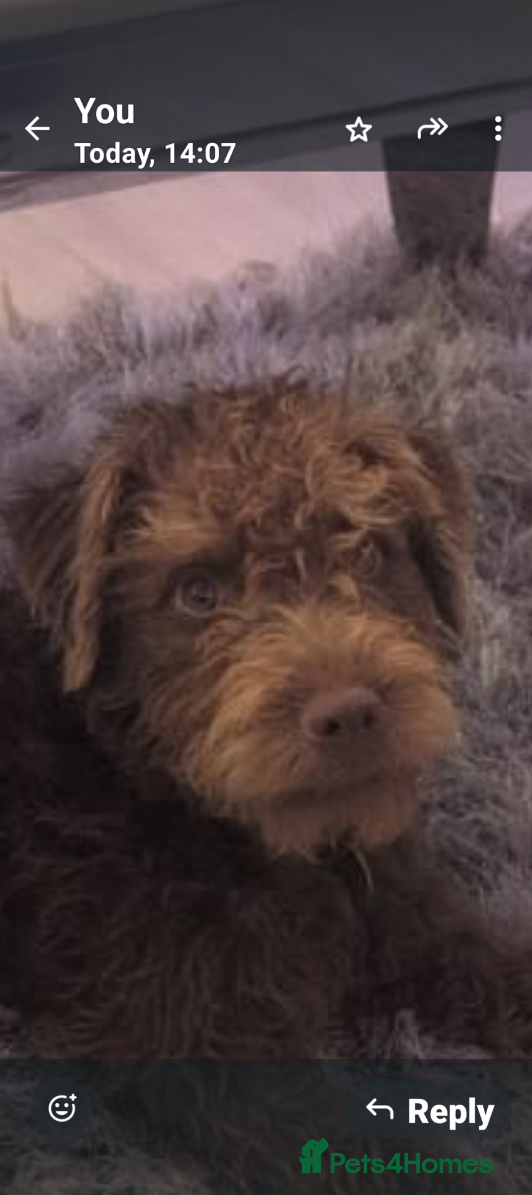 Patterdale Terrier dogs for sale: Fell Terrier  - Image 2
