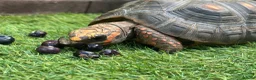 Tortoise reptiles for sale: Beautiful female red foot tortoise  in Woking - Advert 1