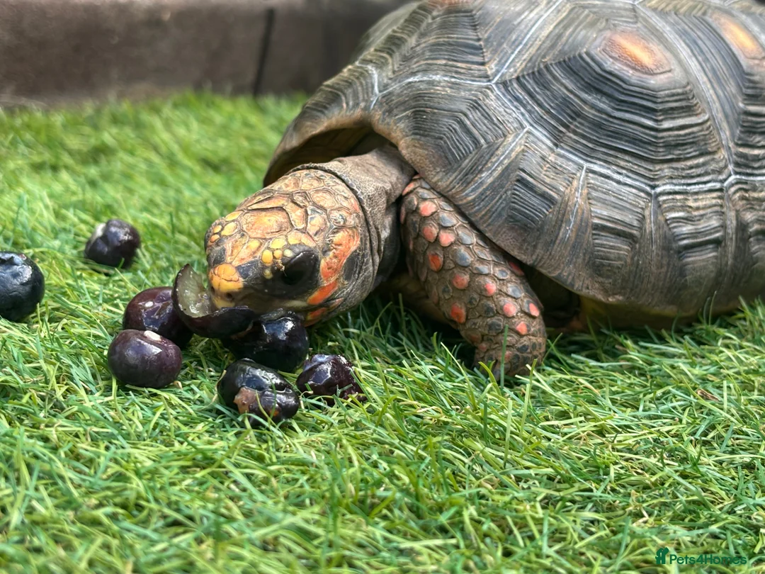 Tortoise reptiles for sale: Beautiful female red foot tortoise  in Woking - Advert 1