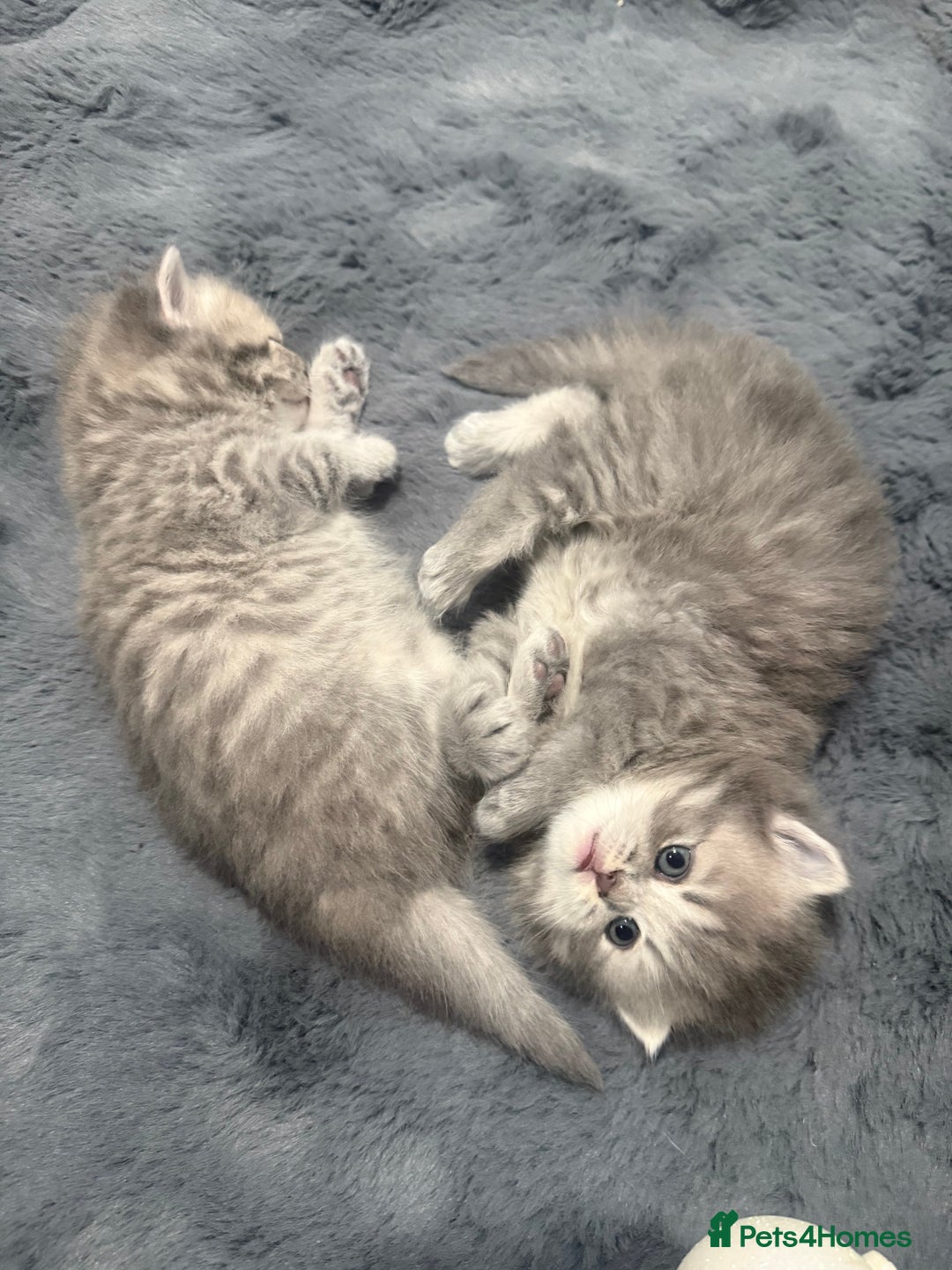 Scottish Fold cats for sale: Scottish fold kittens  - Advert 8