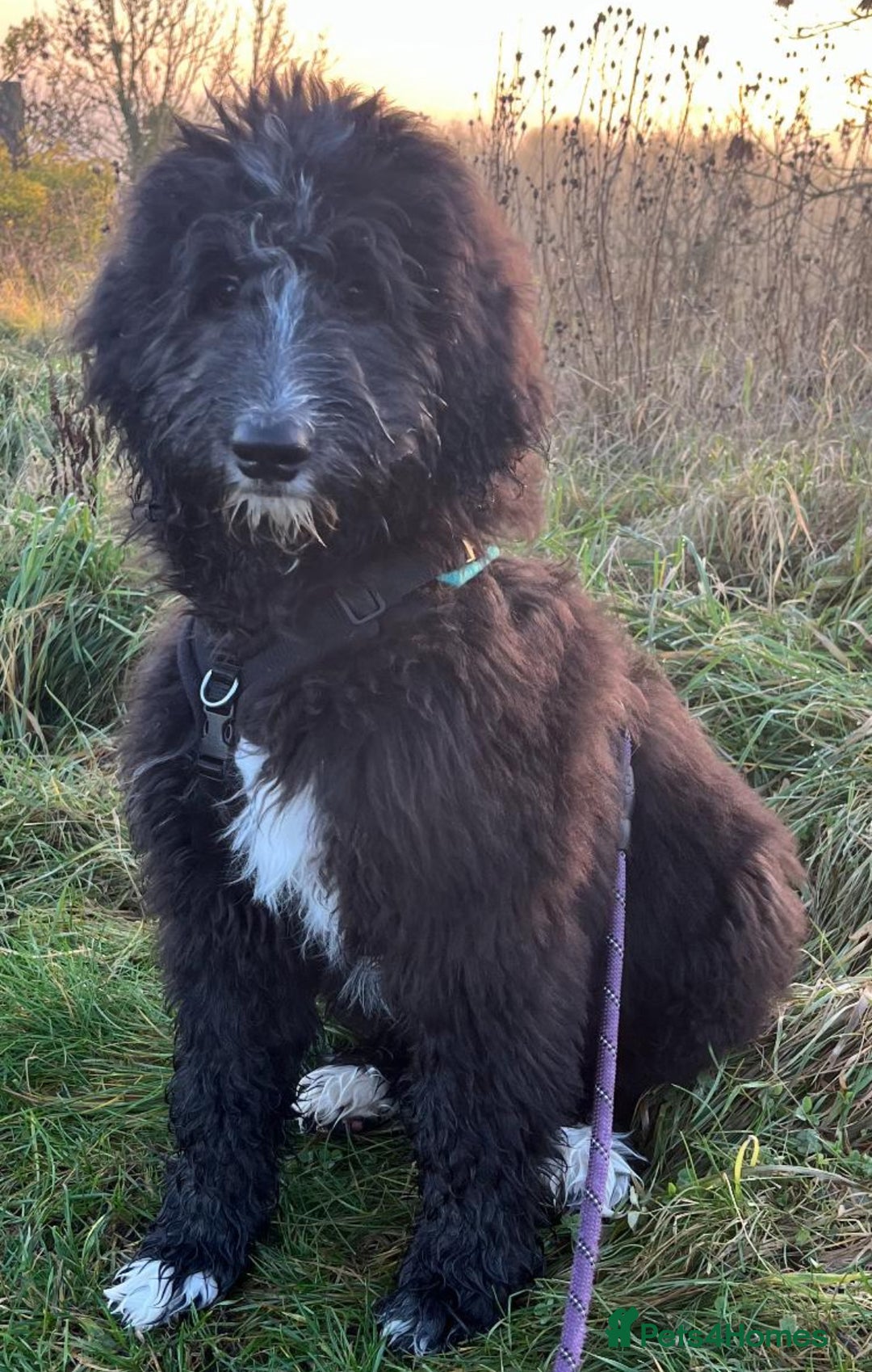 Bernedoodle dogs for sale: Adorable, 19week old bernedoodle boy - Advert 12