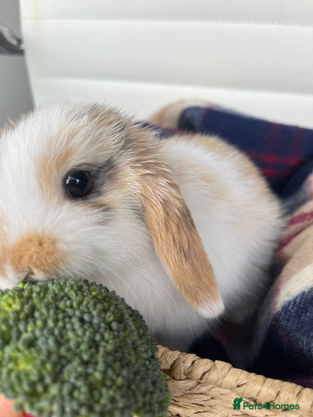 Mini Lop rabbits for sale: Mini lop rabbits. - Advert 2