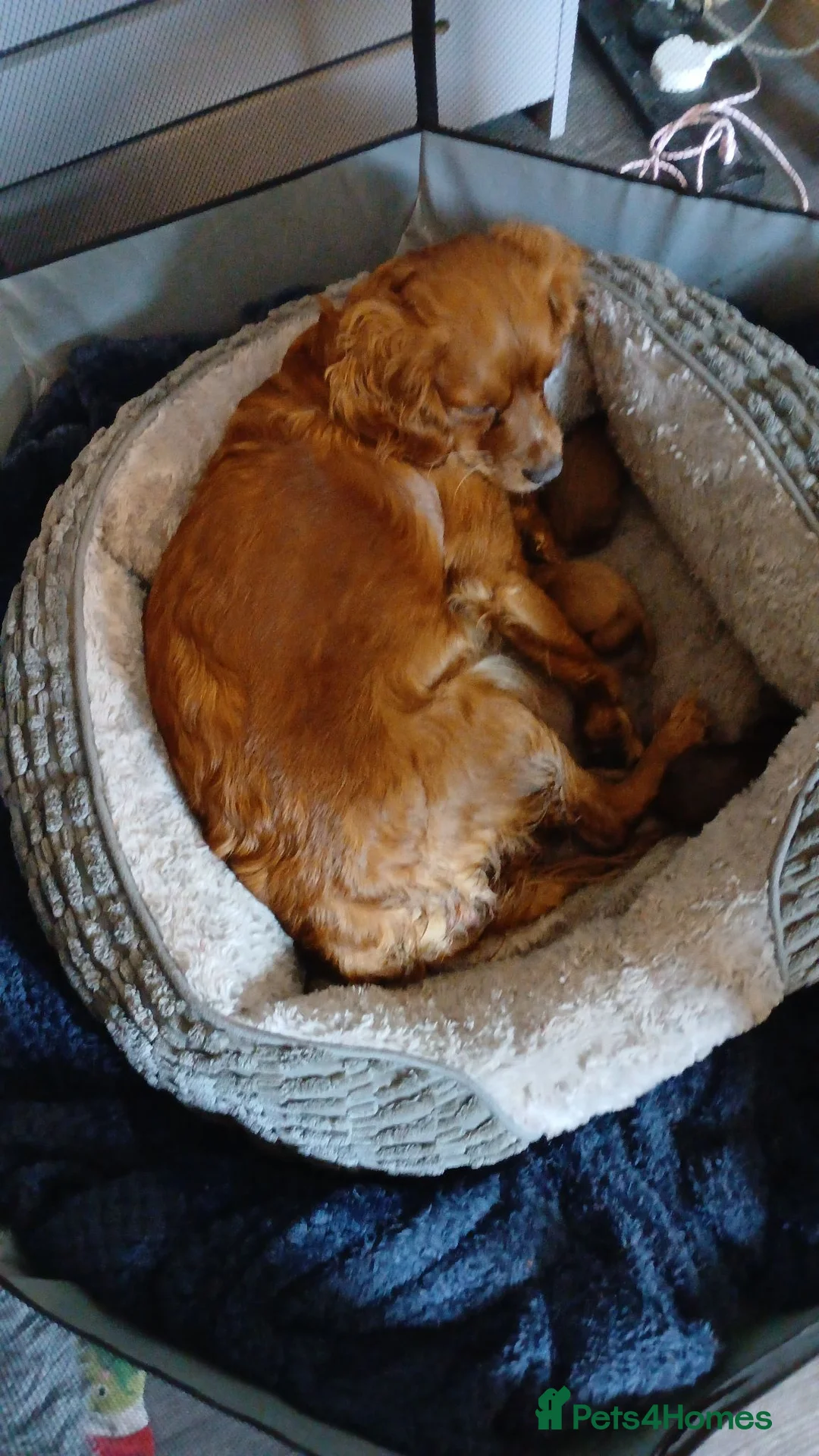 Cockapoo dogs for sale: Beautiful cockapoos in Northampton - Advert 1