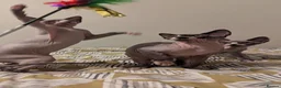Sphynx cats for sale: *PEDIGREE SPHYNX* TICA REGISTERED *DNA HCM4 CLEAR* - Advert 29