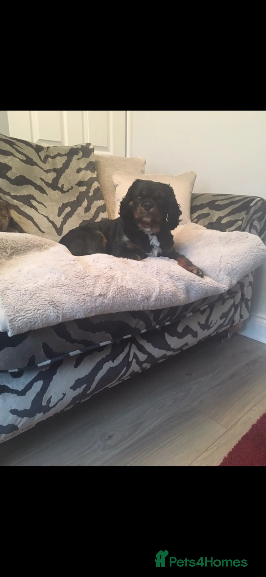Cavalier King Charles Spaniel dogs for sale: KC Registered King Charles with full health checks in Hitchin - Advert 1