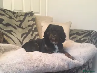 Cavalier King Charles Spaniel dogs KC Registered King Charles with full health checks - Advert 5