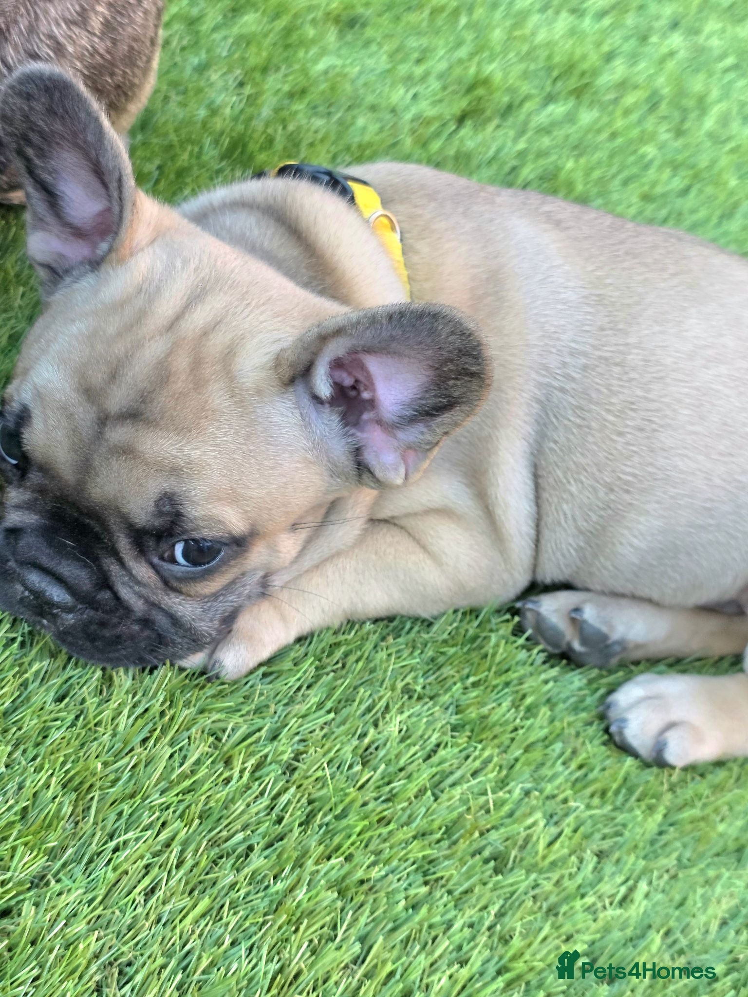 French Bulldog dogs Ready Now‼️🩷Bright, Affectionate Brindle Girl 🩷 - Advert 8