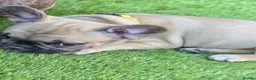 French Bulldog dogs for sale: 💛Bright, Affectionate Brindle Girl 💛Ready Now‼️ - Advert 21
