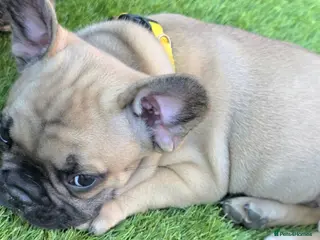 French Bulldog dogs Ready Now‼️🩷Bright, Affectionate Brindle Girl 🩷 - Advert 8