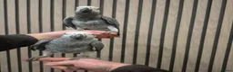 Parrots birds for sale: African grey - Advert 4