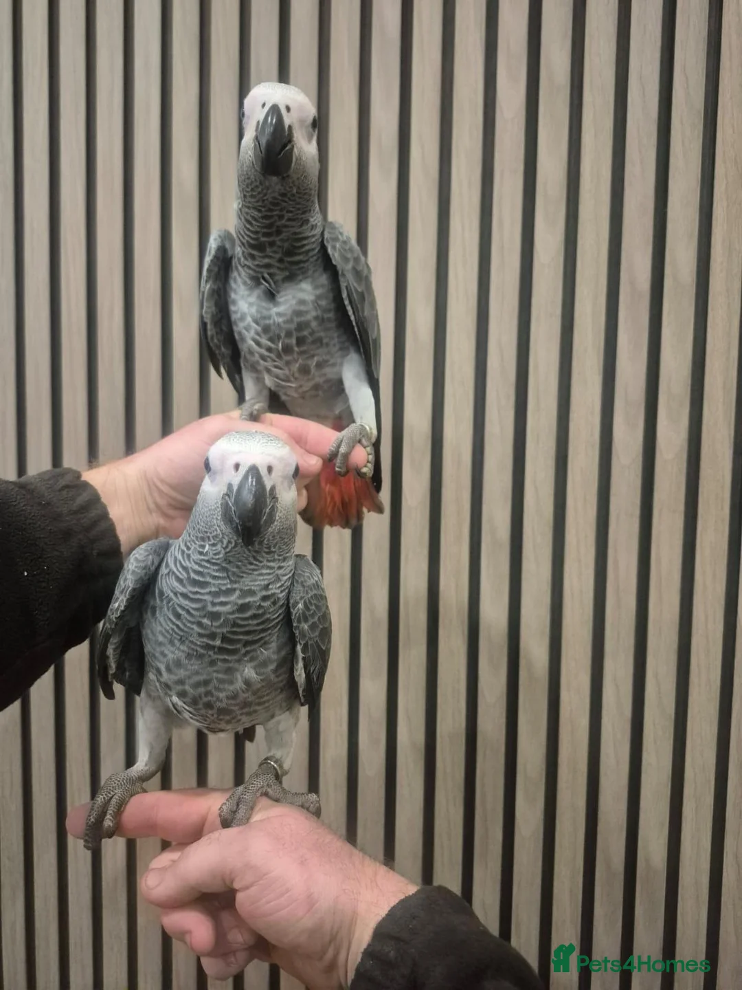 Parrots birds for sale: African grey - Advert 4