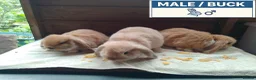 Dwarf Lop rabbits for sale: Pretty Female & Male Baby Dwarf Lop Rabbits - Advert 3
