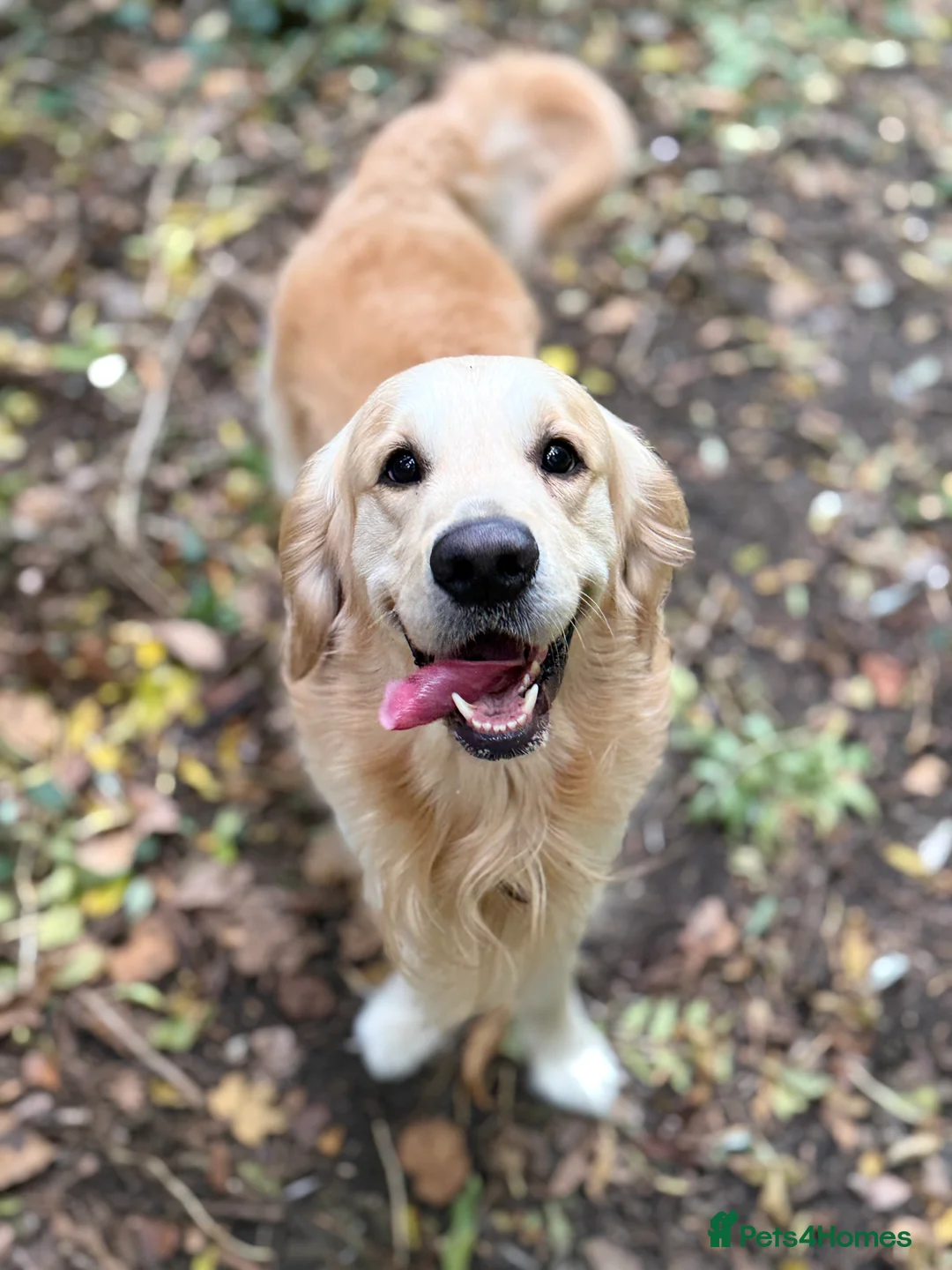 Golden Retriever dogs for stud: Golden retriever stud - Advert 2