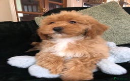 Mixed Breed dogs for sale: shihtzu x toy poodle puppies for sale - Image 8