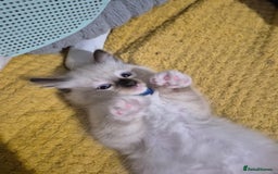Ragdoll cats for sale: Ragdoll kittens - Image 32