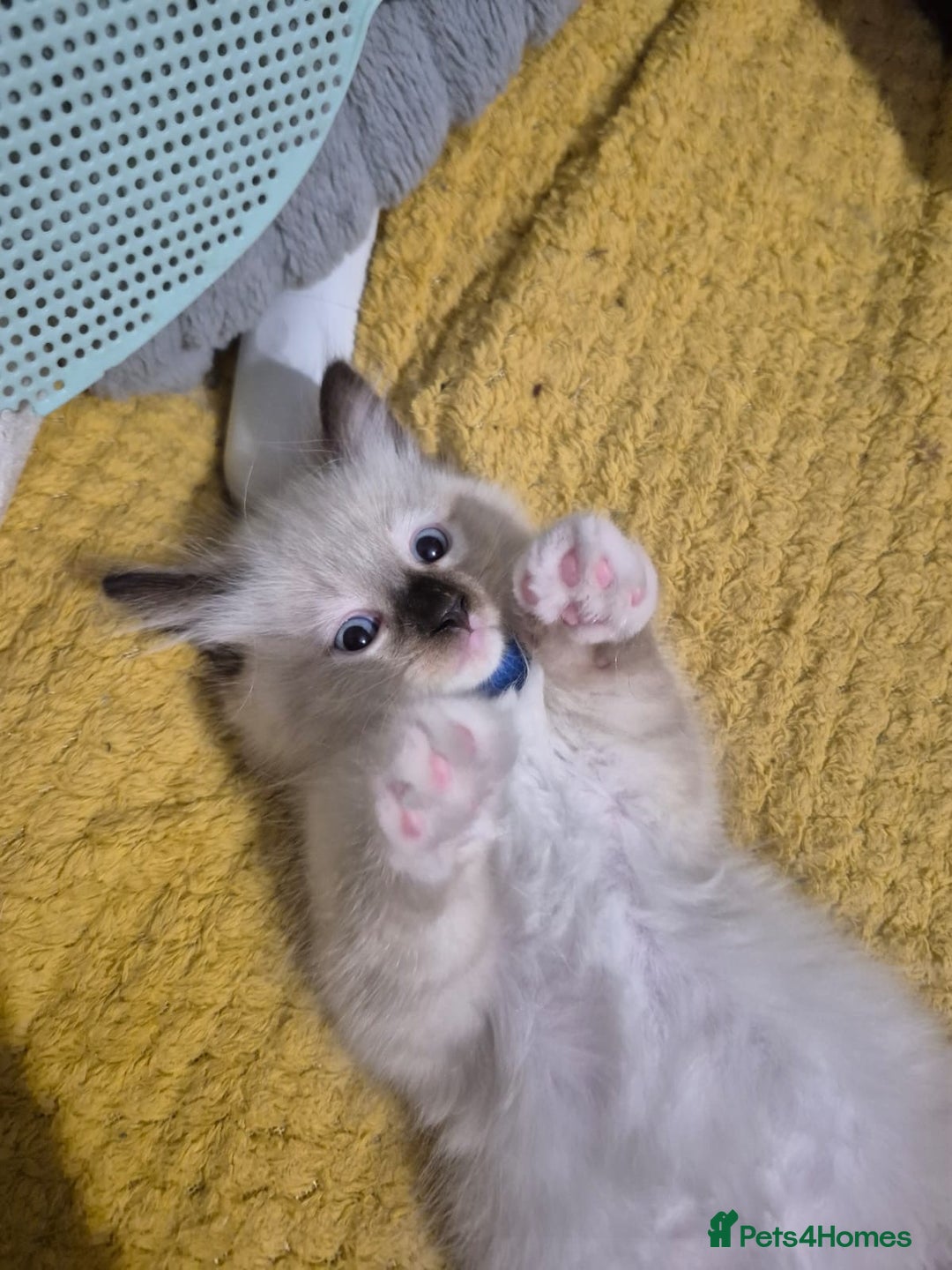 Ragdoll cats for sale: Ragdoll kittens - Image 32