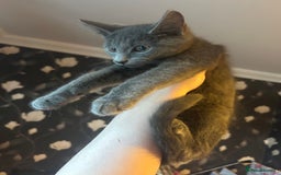 Mixed Breed cats for sale: Silky Grey Male Kitten (4 months old) - Image 2
