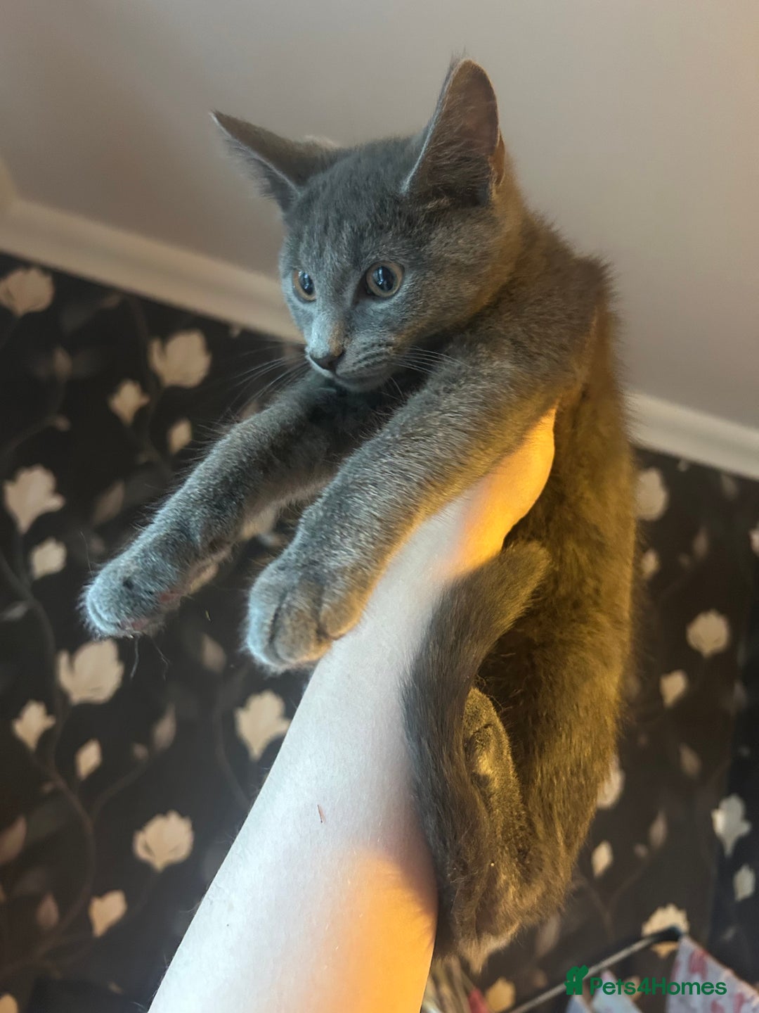 Mixed Breed cats for sale: Silky Grey Male Kitten (4 months old) - Image 2