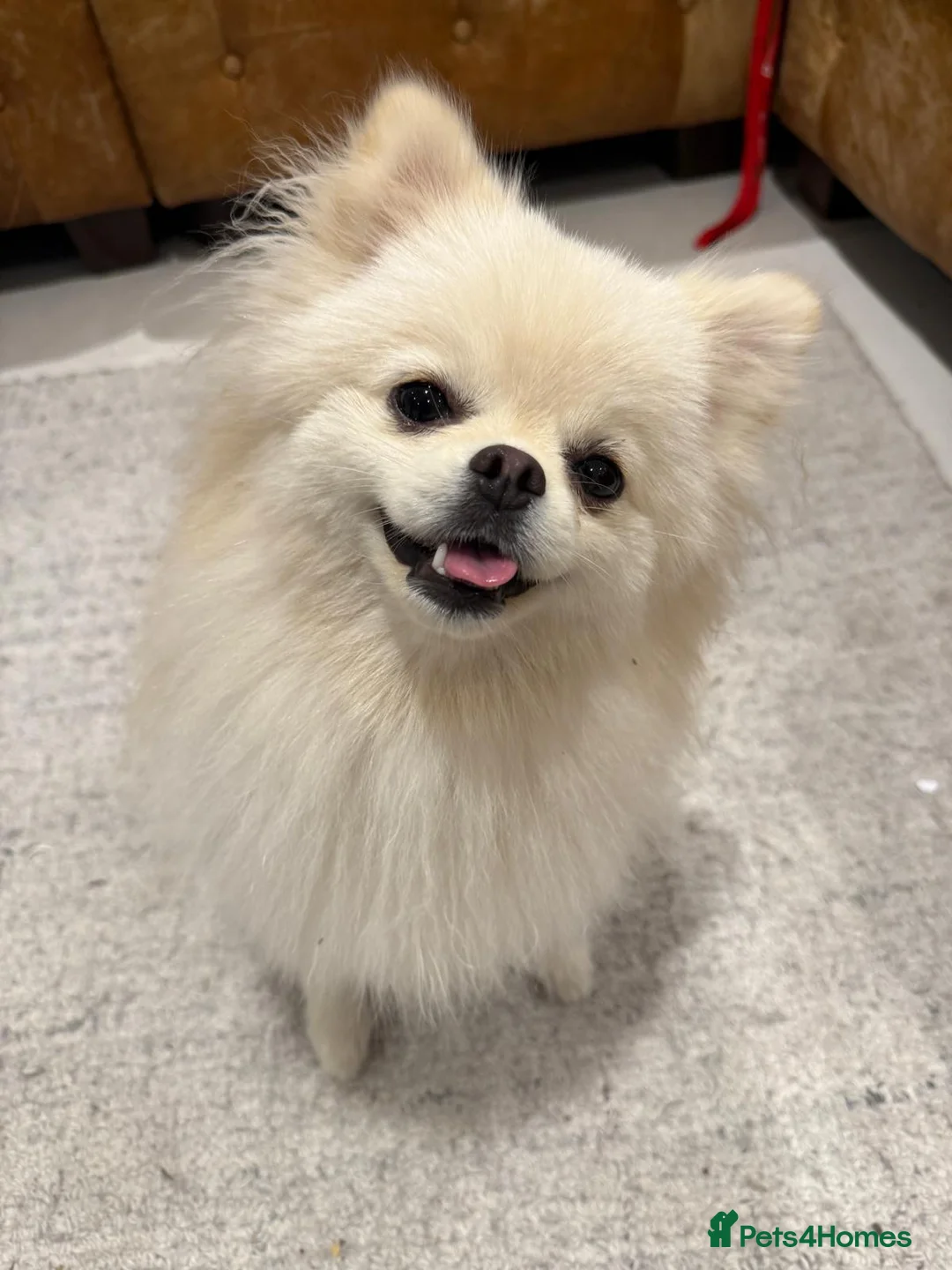 Pomeranian dogs for sale: Pure White Pomeranian Girl  - Advert 1