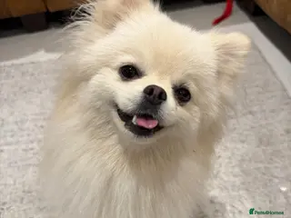 Pomeranian dogs Pure White Pomeranian Girl - Advert 1