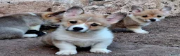 Welsh Corgi Pembroke dogs for sale: KC Pembroke Corgis  - Advert 21