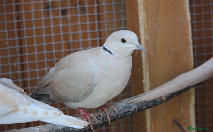 Doves birds - Advert 1