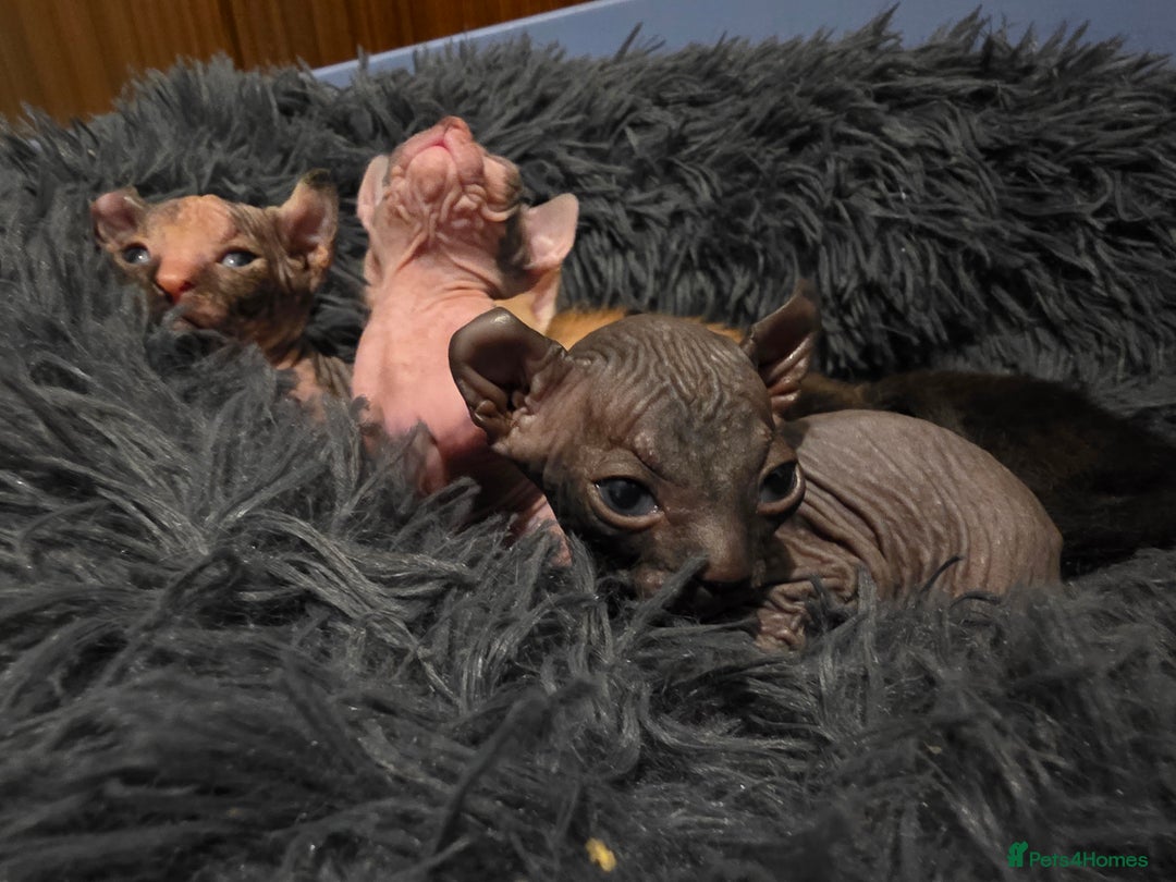 Sphynx cats for sale: Adorable Male Kitten – Sphynx x Devon Rex Cross - Advert 16