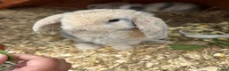 Mini Lop rabbits for sale: Five Baby Mini Lops - Advert 1